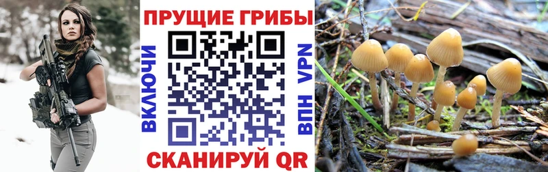 Галлюциногенные грибы мухоморы  Дубовка 